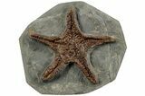 Upper Ordovician Fossil Starfish - Morocco #232963-1